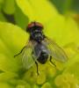 Phasia obesa